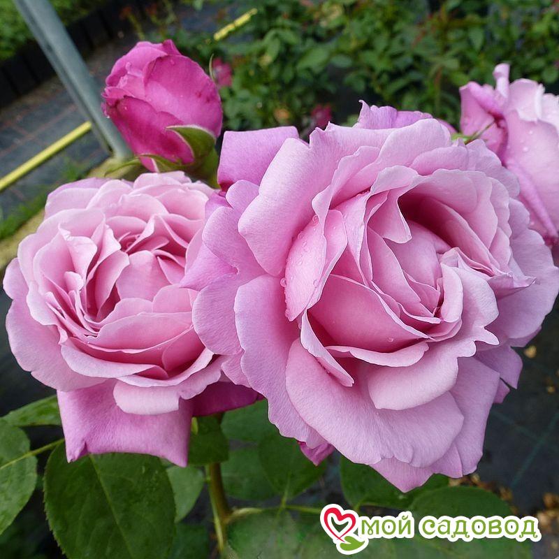 Роза Дитер Мюллер