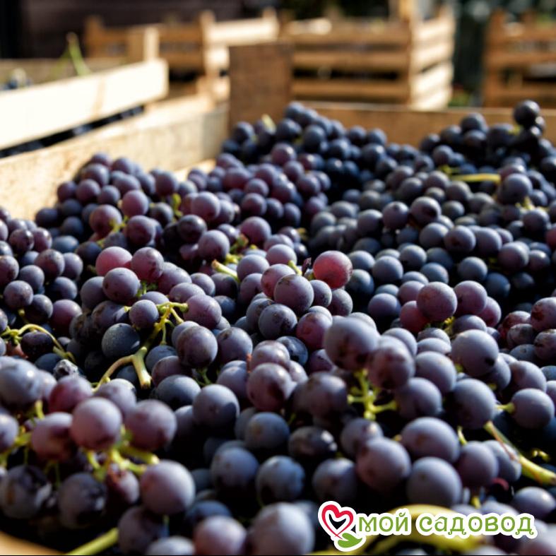 Виноград Мускат днестровский