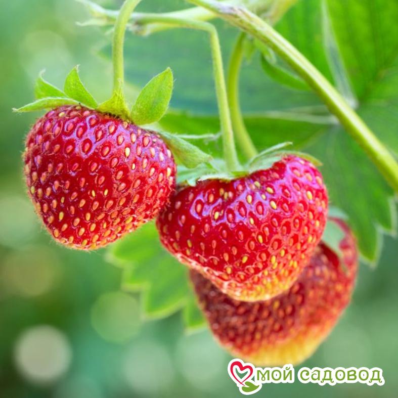 Клубника Диана