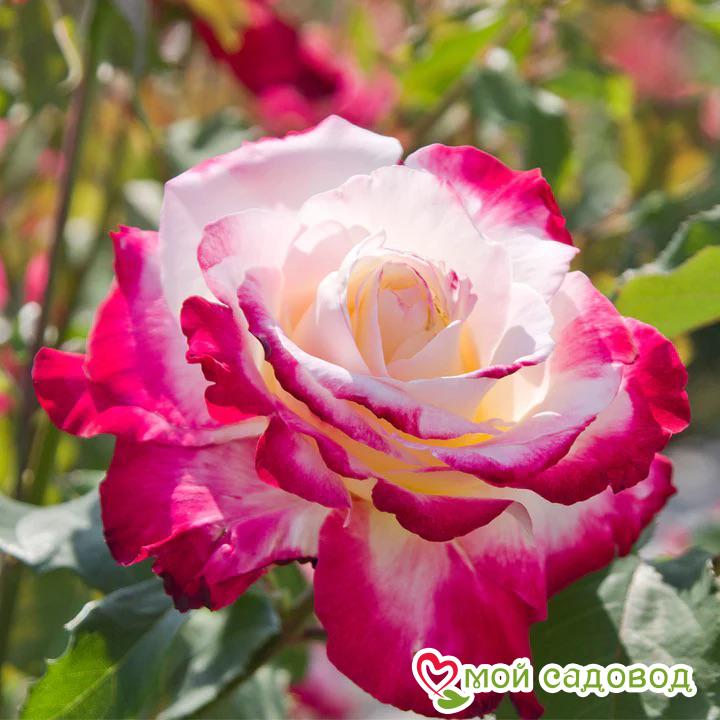 Роза чайно-гибридная Дабл Делайт