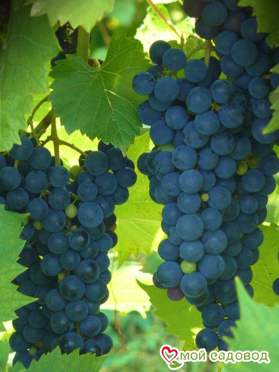 Виноград неукрывной Мариновский