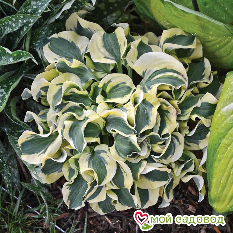 Хоста гибридная Мини Скирт