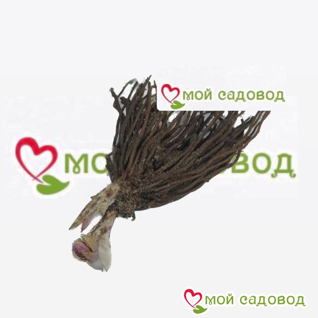 Хоста Висперин Бьюти